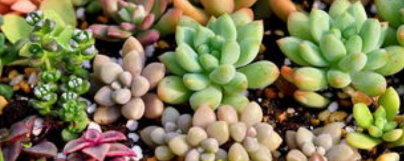 在室内怎么养殖多肉，需做好这几点（室内养殖多肉可以吗）