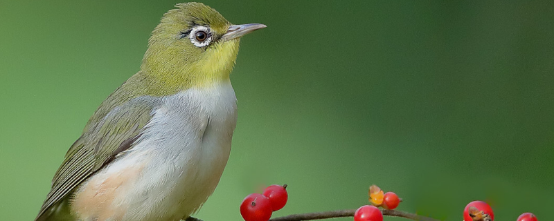 绣眼鸟是如何过冬的，绣眼鸟吃什么 绣眼鸟要吃什么