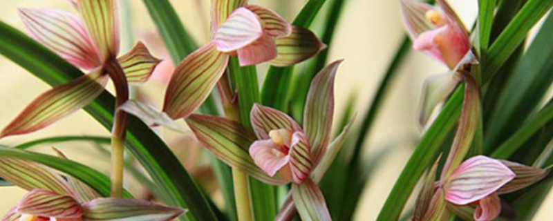 春剑的开花时间,附其生长环境要求 春剑花期养护