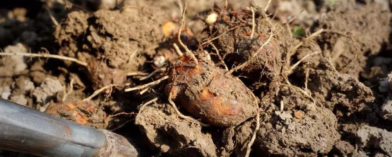 发芽的芋头可以吃吗，怎样种植芋头（芋头发芽了怎么种植）