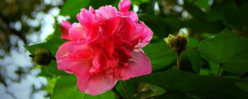 芙蓉都有哪些别名，有哪些种植要点 芙蓉是什么科植物