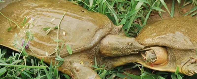 野生鳖的养殖方法，关于鳖的介绍 鳖的家庭养殖方法
