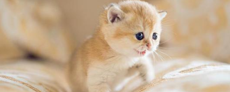 怎样养猫崽，猫咪健康会有哪些表现 猫崽该怎么养