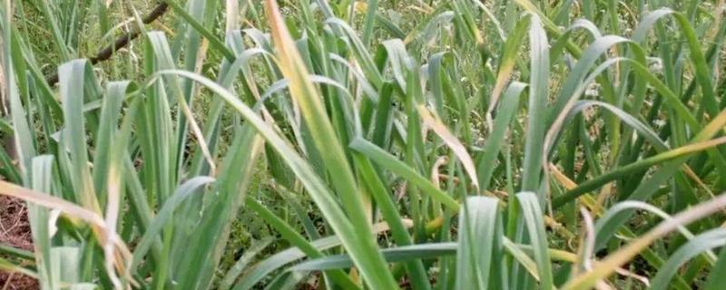 大蒜叶枯病的发病原因,具体有什么症状表现,怎样防治