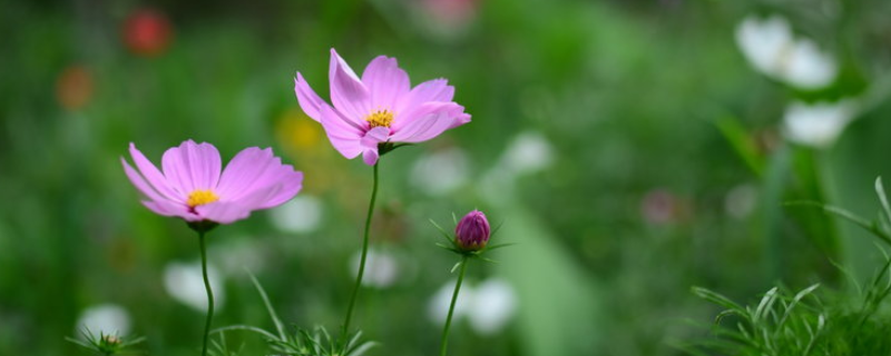 冬天怎么养护花草，有哪些养殖要点 冬季种什么花草好养室外