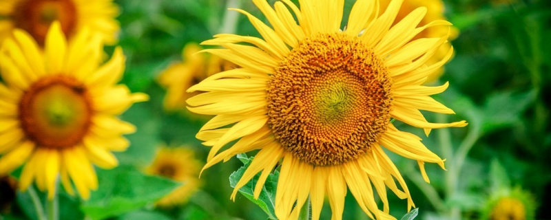 葵花该如何种植,需做好以下几点 怎样种植葵花