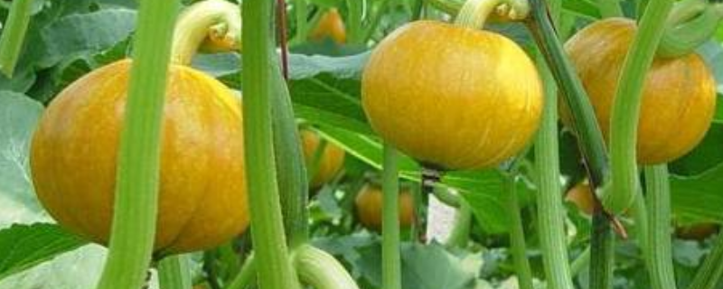 南瓜种植技术，南瓜的播种时间 南瓜种植时间及技术要点