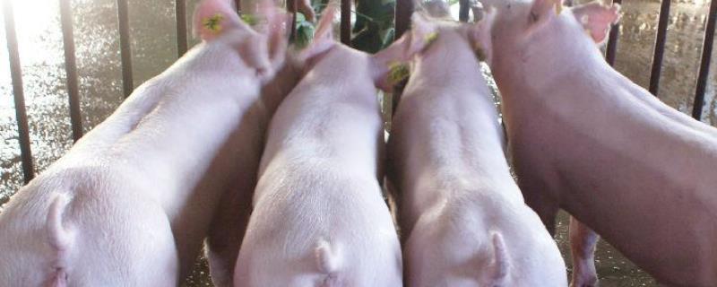 常用的治疗母猪瘫痪土方法,附瘫痪的原因