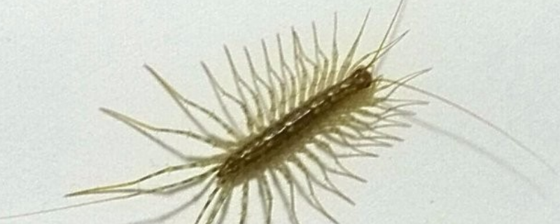 蚰蜒有毒吗 蚰蜒有毒吗怎么消灭它