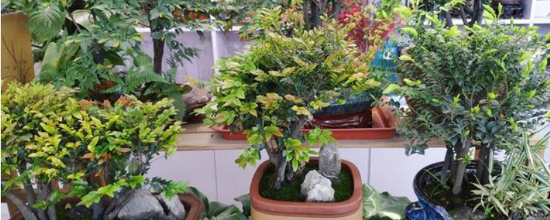 紫檀盆景的养殖方法,需做好这几点(紫檀怎么养殖方法)