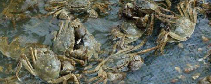 淡水螃蟹的养殖方法，养殖管理技术有哪些