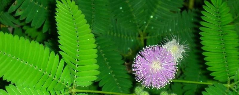 含羞草的特点是什么（含羞草的特点是什么?地点又在哪里?）