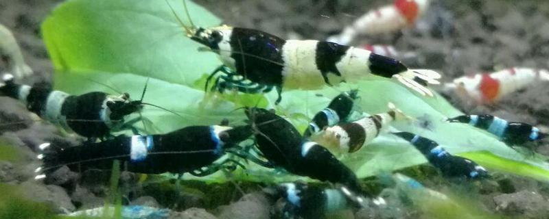 水晶虾养殖技术，附水质环境 水晶虾养殖水质要求