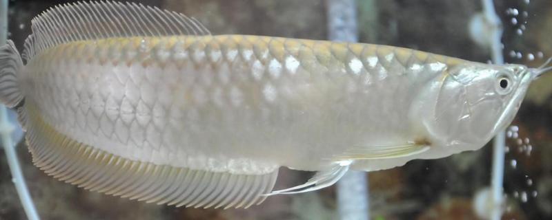 银龙鱼怎么养 金龙鱼怎么养及喂养技巧