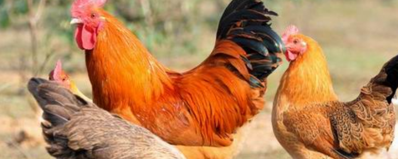 土鸡怎么自配饲料，有什么配方吗（土鸡自己配料饲料配方）