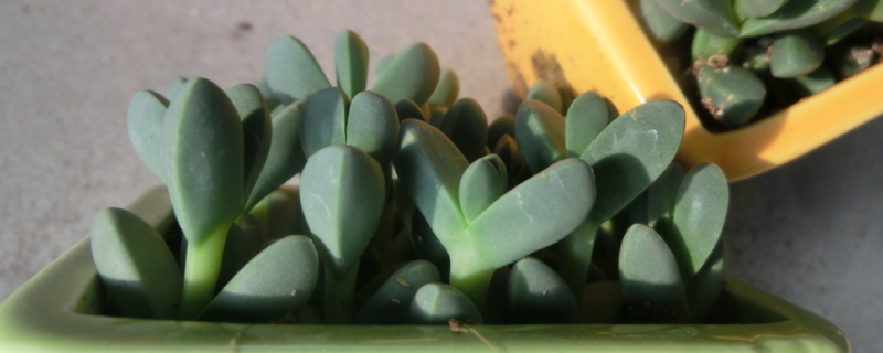 碧玉莲的养护方法，有哪些要点（碧玉莲怎样养才能开花）