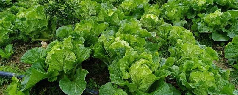 怎样种植大白菜，附其田间管理（大白菜的田间种植与管理）
