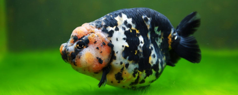 兰寿的养殖方法，这三点是关键（兰寿养几条合适）