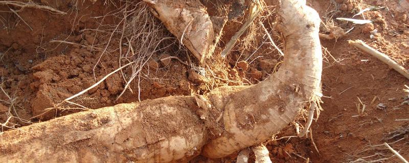 葛根的繁殖方法,附高产种植技术 葛根移栽技术