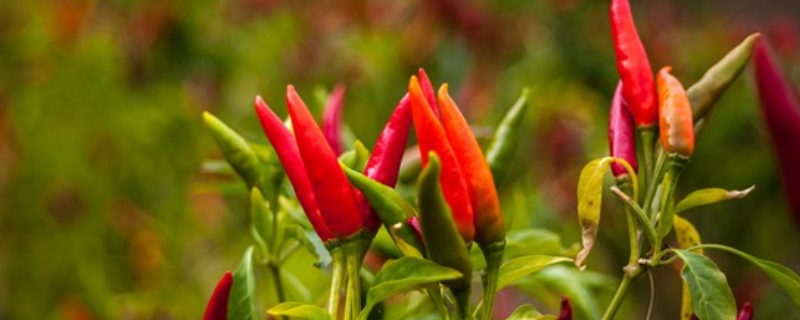 秋辣椒怎么育苗，什么时候育苗 春季什么时候培育辣椒苗