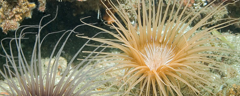 怎么养海葵，附海葵的生产繁殖 海葵怎么种植
