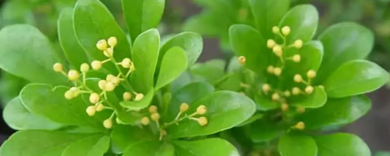 米兰怎么种植，有哪些注意事项 米兰怎样种植