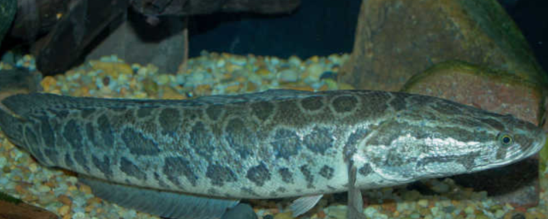 在家养殖黑鱼的方法，这四点是关键 黑鱼养殖技术要点