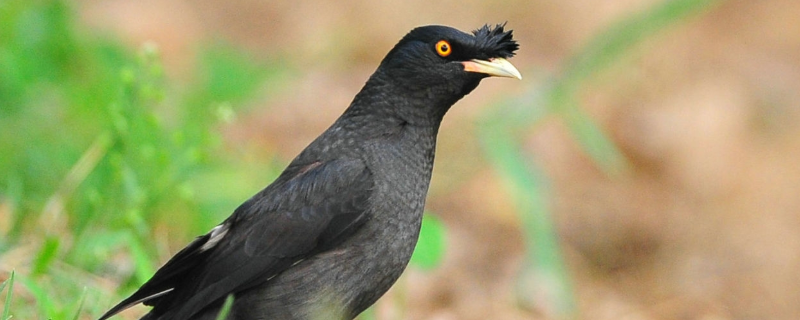 怎样养黑八哥幼鸟，这四点是关键（黑八哥幼鸟怎么挑选）