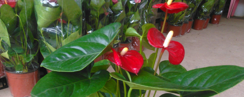 红鹅掌的养法,有哪些要点 鹅掌怎么养家庭养法