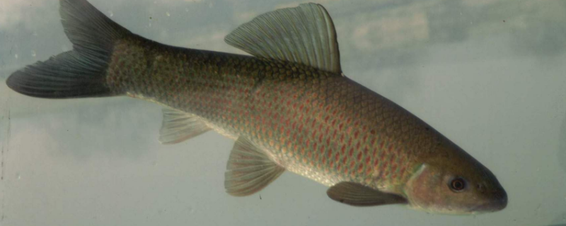 池塘主养青鱼技术，怎样饲养管理 鱼塘养殖青鱼用什么饲料