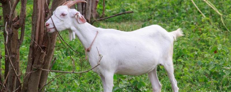 山羊养殖技术，主要以喂食鲜草为主（山羊的饲养管理技术）