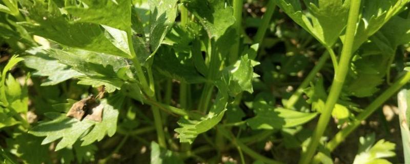 芹菜有哪些常见病虫害，该如何防治（芹菜常见的病虫害）