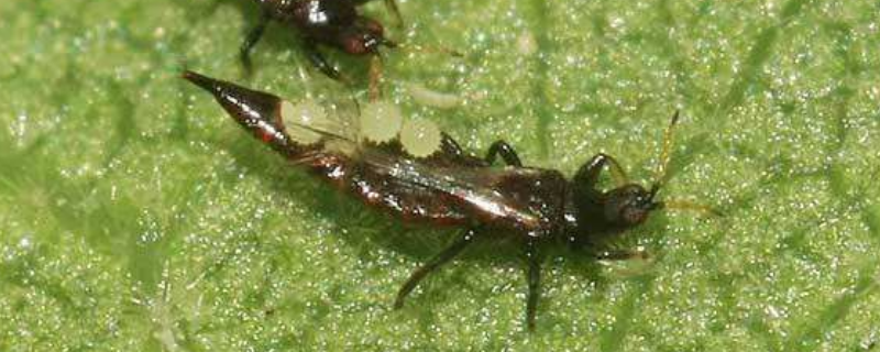 杀蓟马有什么妙招，附蓟马的防治方法