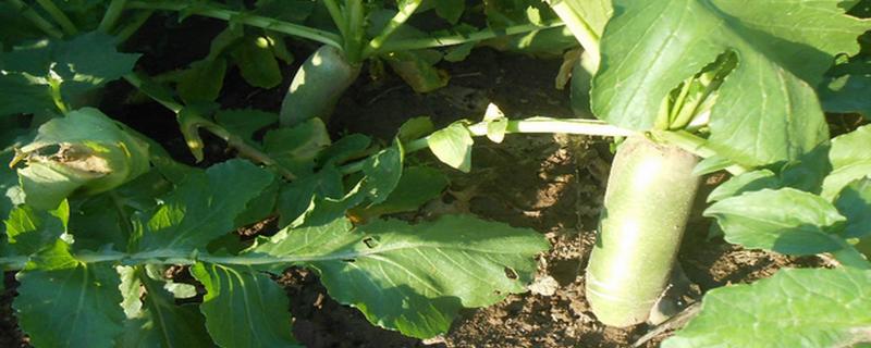 青萝卜什么时候种植，怎么种植（青萝卜怎样种植）