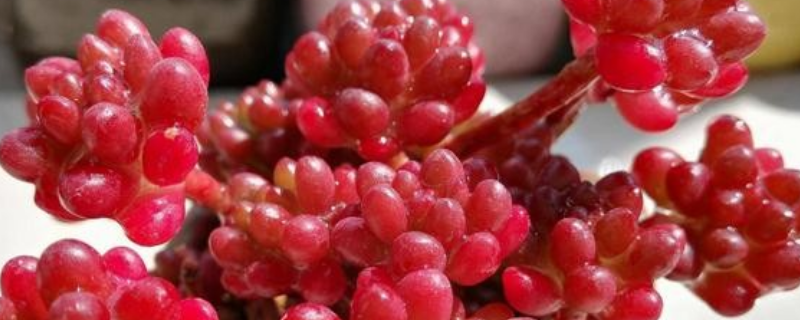 红色浆果多肉的繁殖方式,附养殖注意事项