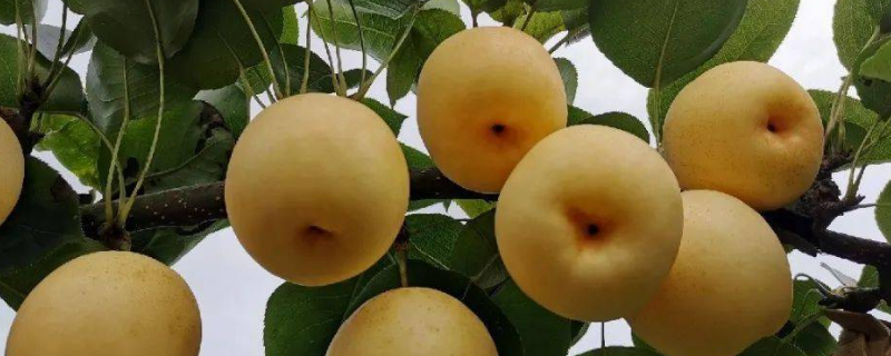 秋月梨树怎么修剪，附种植技巧 秋月梨树怎样拉枝
