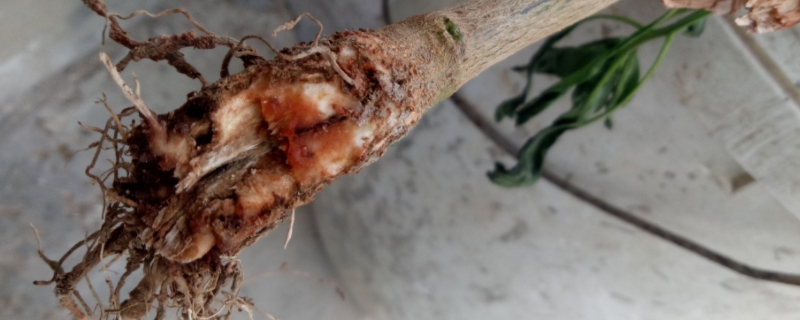 根腐病的防治方法,根腐病是如何发生的