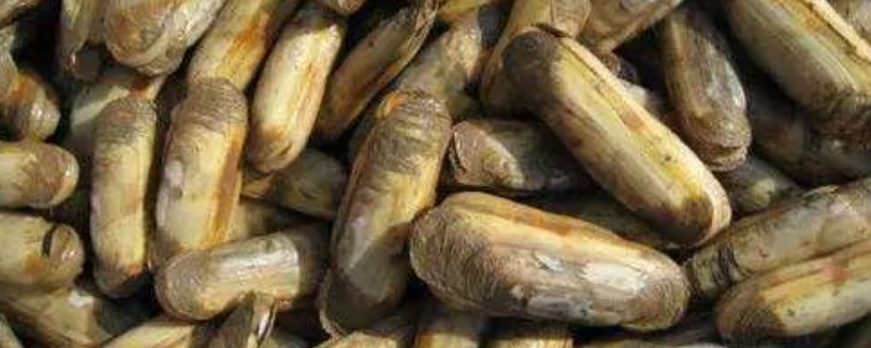 蛏子的养殖方法，附蛭子的生长习性（蛏子的养殖技术）