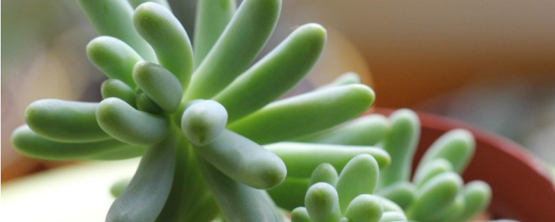 八千代怎么养殖才好（八千代的养殖方法和注意事项）