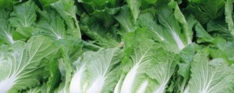 种植大白菜的前景和利润分析,可加工成什么,有哪些深加工技术