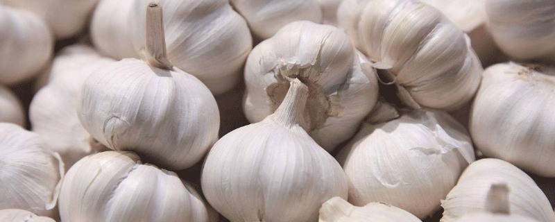 大蒜病害的防治方法,附大蒜的种植技巧