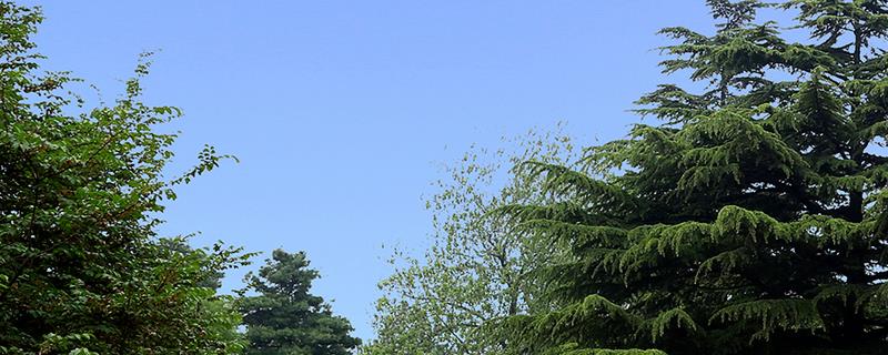 松柏的过冬方式,附松柏的繁殖方法 松柏的栽培方法