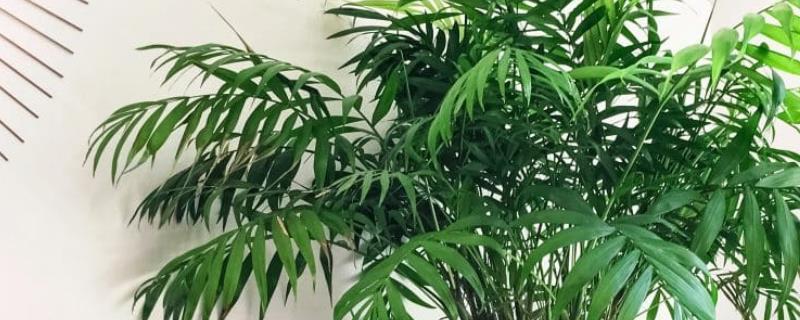 用什么土养袖珍椰子,附繁殖方法(袖珍椰子用什么土养好)