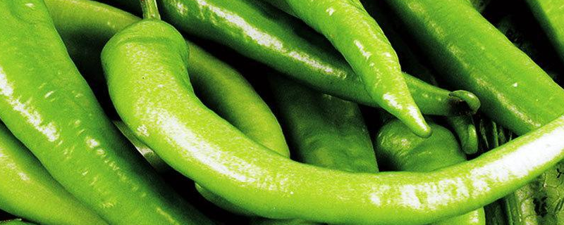 杭椒种子怎么种 杭椒怎么育苗