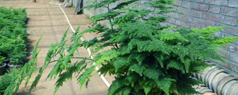 矮文竹该怎么养殖，这四点是关键（文竹的养殖方法和注意事项文竹长的大吗）