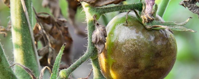 番茄枯萎病可用哪些特效药，具体怎么防治