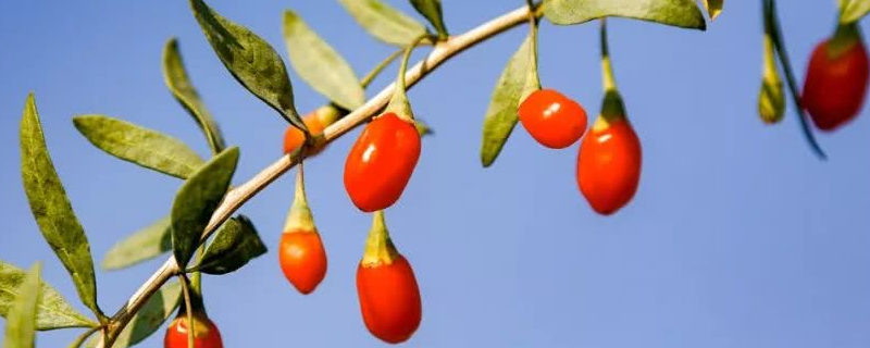 枸杞树的高效种植方法，有哪些要点（枸杞树怎么种植方法和种植时间）