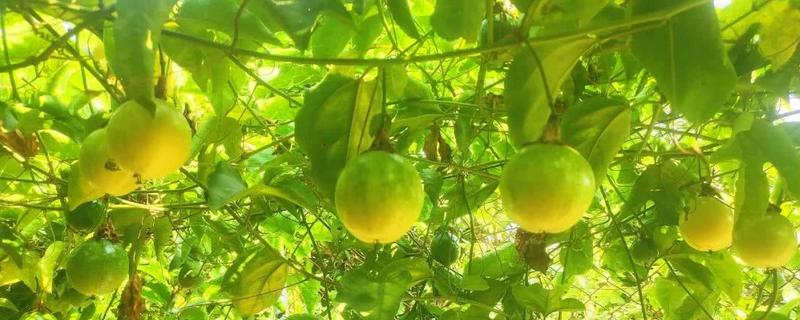 黄金百香果的种植方法,有哪些要点(黄金百香果适合种在哪些省)
