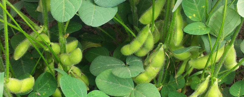 种一亩地的毛豆利润是多少（一亩地能产多少毛豆）