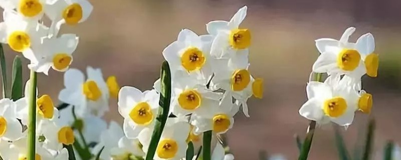 土培水仙花怎么养，附其生长习性 土培水仙花的养殖方法